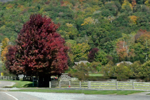 fall colors